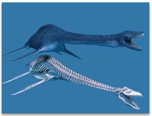 Plesiosaur fossils