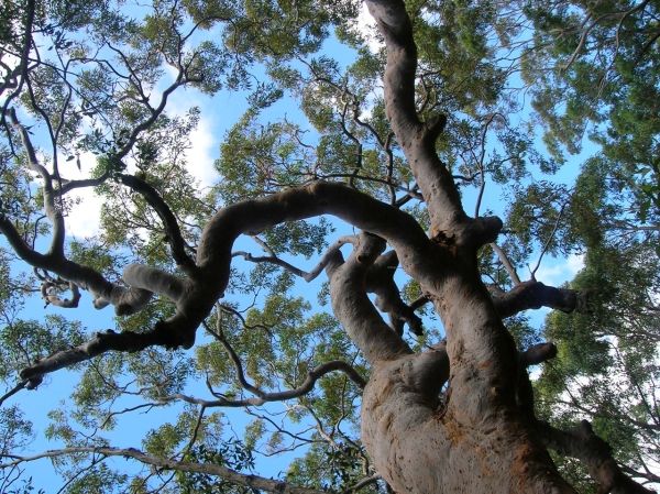 The Grandmother tree at Kariong