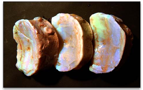 An opalised ichthyosaur backbone recovered from a mine in Andamooka