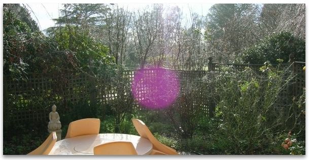 purple orb in the garden