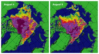 Pole tekstowe:  Mapy koncentracji morskiego lodu w dniach 4 i 9 sierpnia 2012 r. Kolor purpurowy i brązowy oznacza koncentrację bliską 100%, a żółty, zielony i jasno-niebieski - od 60% do 20%.