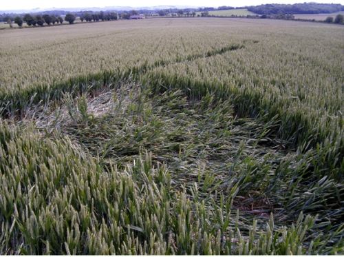 Ground shot of crop circle