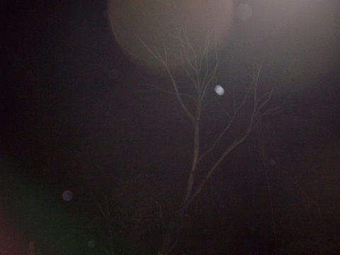 Orbs at Canyonleigh