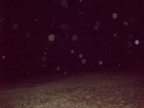 orbs at Canyonleigh